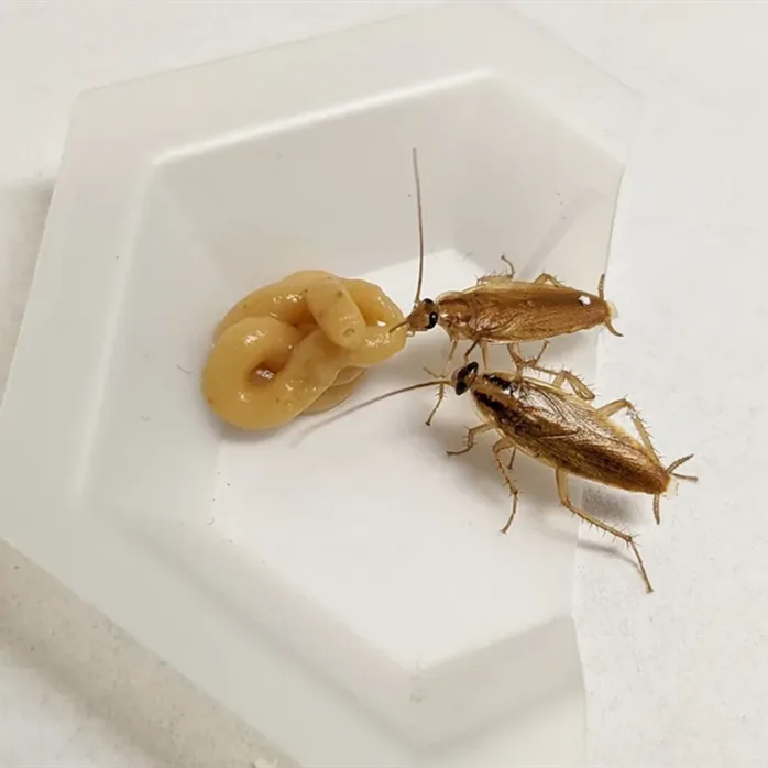 Two cockroaches feeding on a bead of the gel