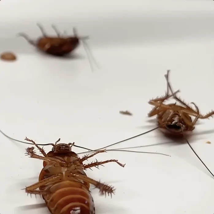 Dead cockroaches lying on their backs after feeding on the gel