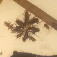 Customer photo of dead cockroaches around a bead of gel