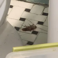 Customer photo of a dead cockroach on a tiled floor