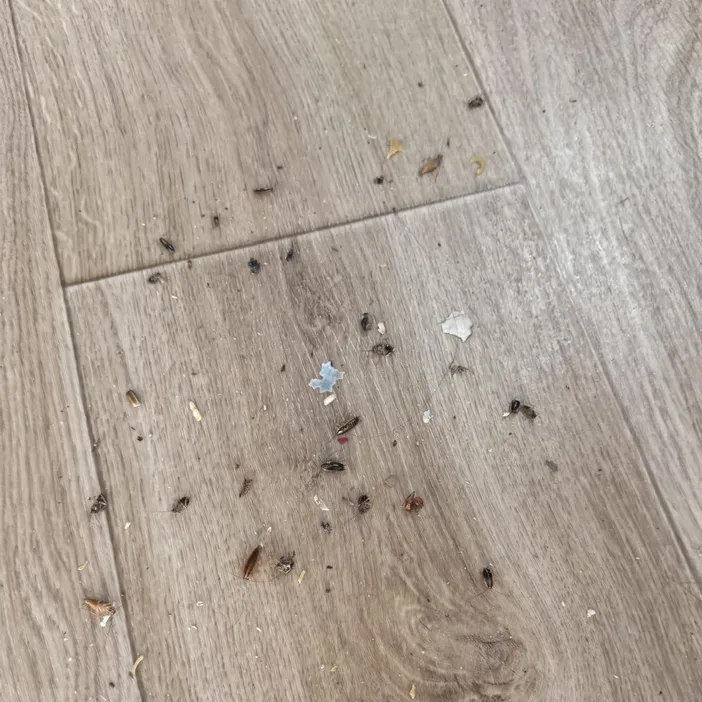 Dead cockroaches across Abena's floor in Tema the morning after applying the gel