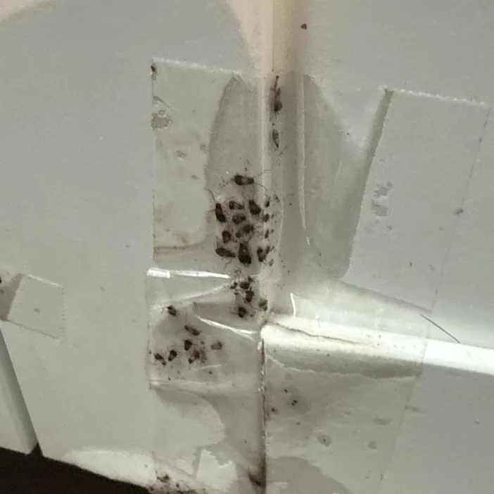 Roaches piled at the base of Kwabena's kitchen cabinet in Kumasi